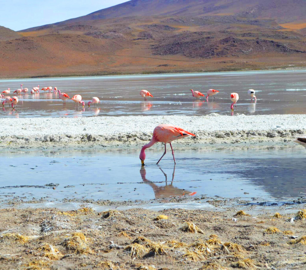 Flamingos Na Lagoa Hedionda